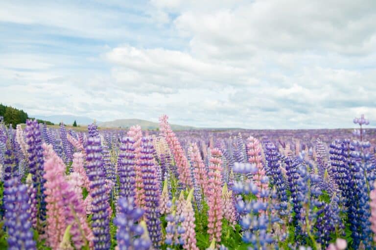 Lupins at Tekapo, South Island, New Zealand
