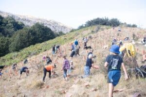 Arrowtown Chopper Planting Day