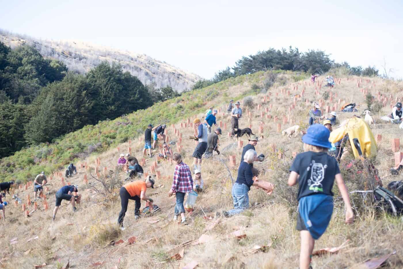 Arrowtown Chopper Planting Day