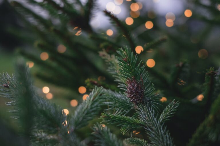 Christmas Tree Light | Image supplied