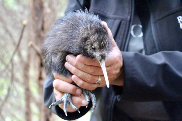Kiwi release Rotoroa Island. abi donovan