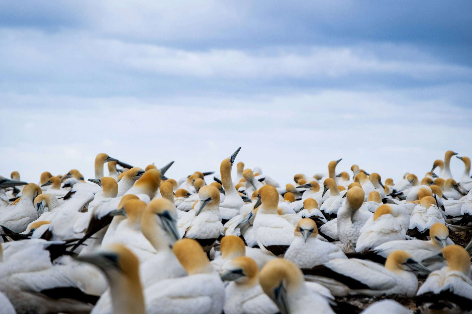 Gannet colony at Cape Kidnappers in Hawkes Bay