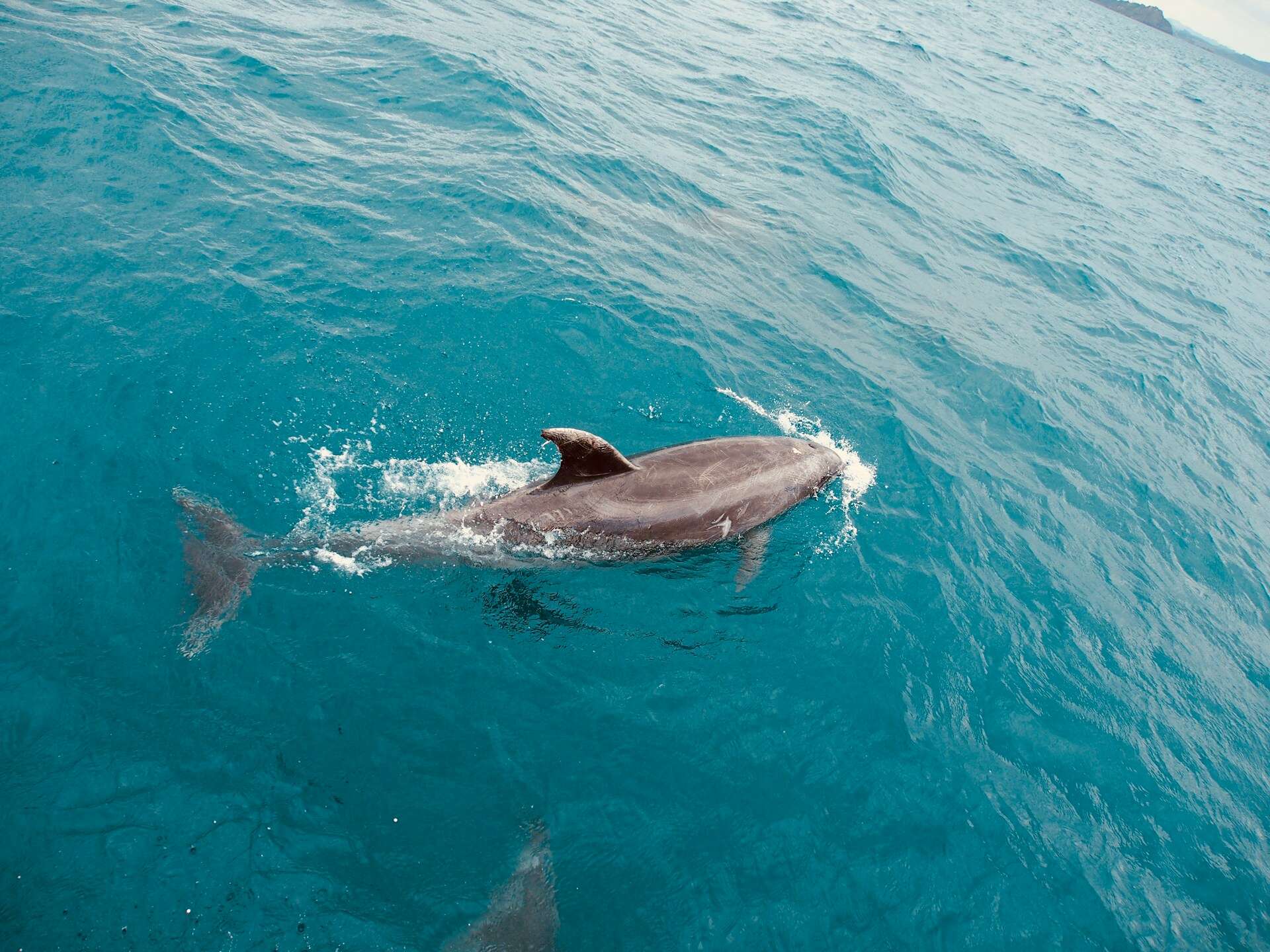 Dolphin in the Bay of Islands, New Zealand | Photo by Adrien Aletti