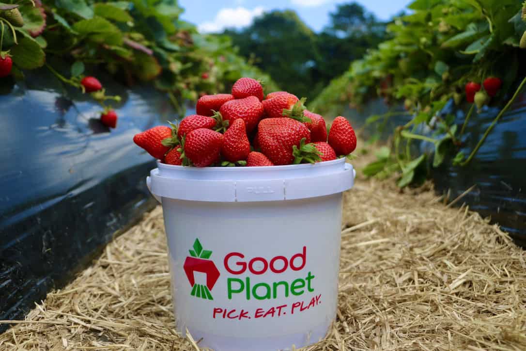 Good Planet Strawberry Bucket