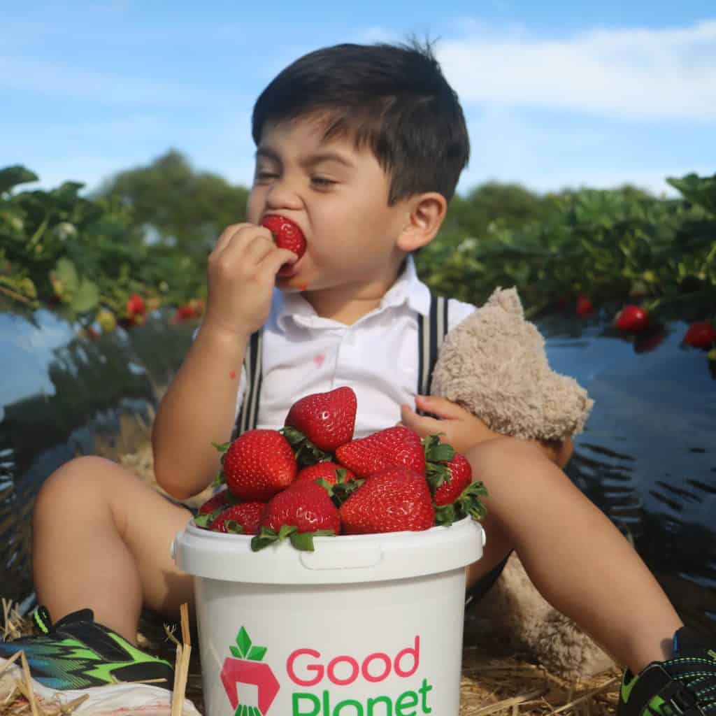 Eating strawberries at Good Planet