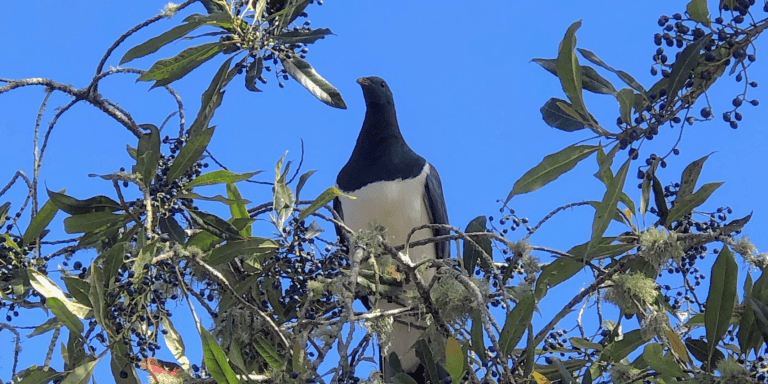New Zealand native pigeon | Kererū