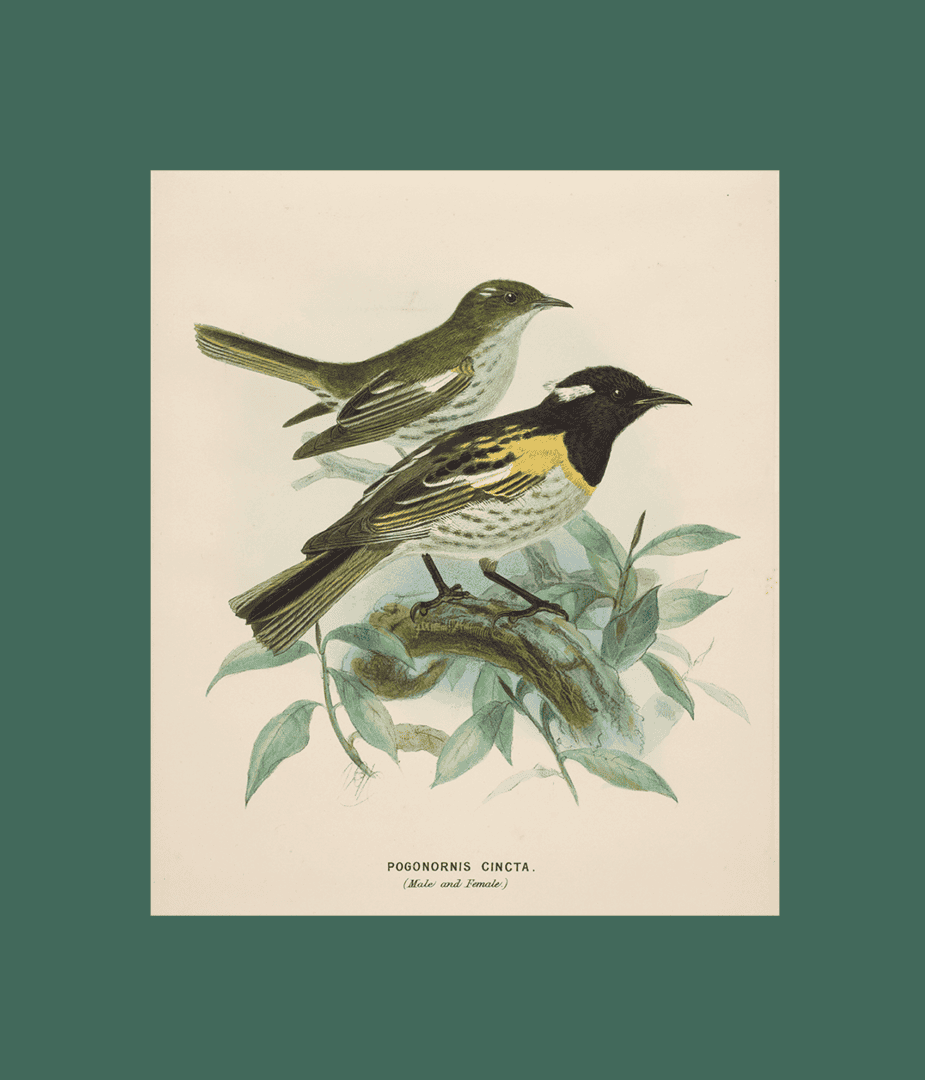 Buller's Birds: The art of Keulemans and Buchanan exhibition in Cornwall Park