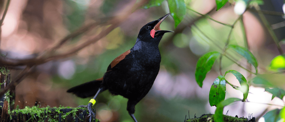 Bird in Cornwall Park
