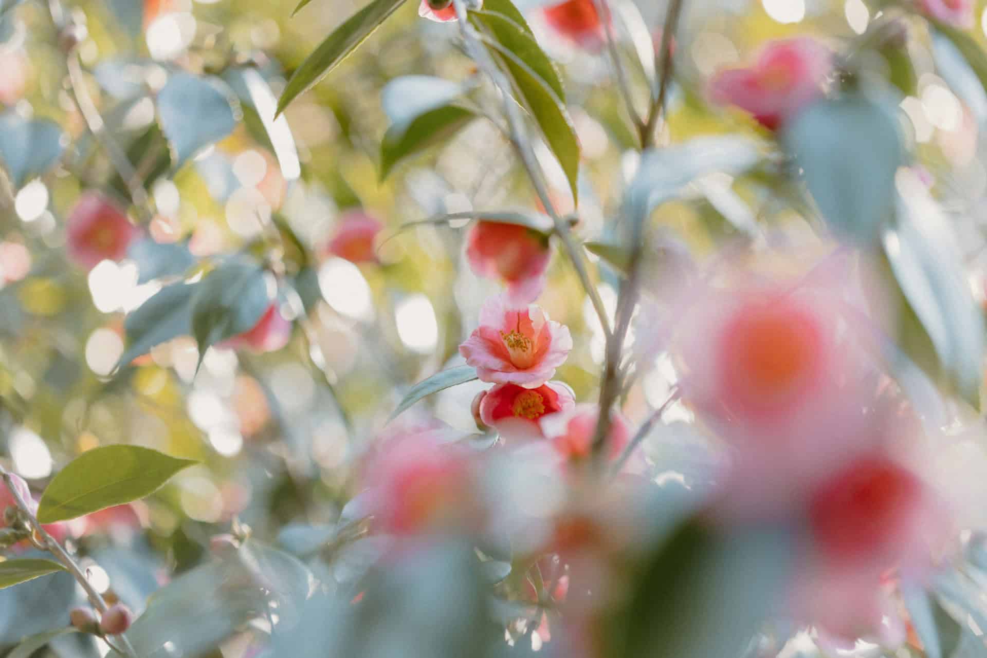 Camellia flowers in soft morning light with pastel bokeh background