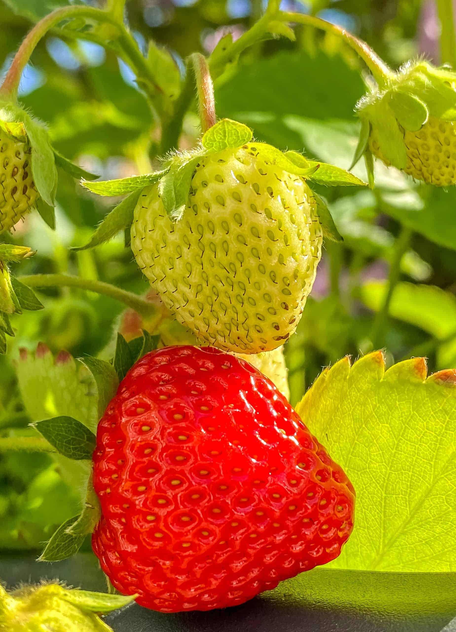 Red and green strawberries growing in the garden