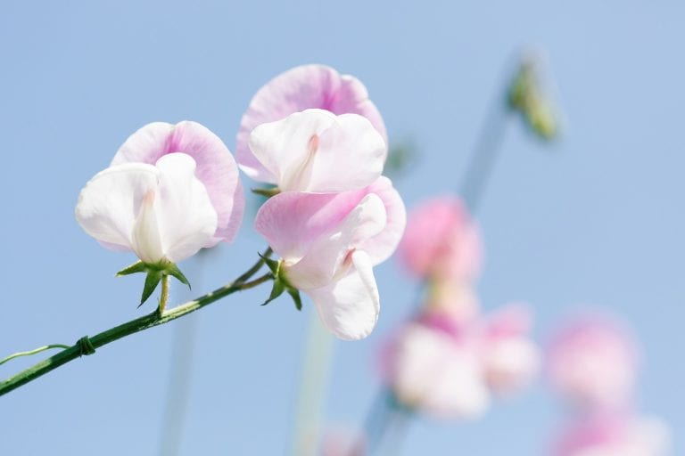 Pink sweet pea flower growing outside