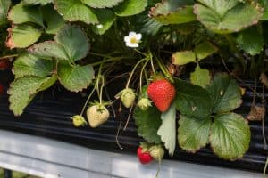 Strawberries growing in the garden