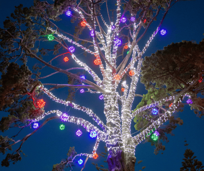 Tree covered in bright Christmas lights at Stockade Hill at night