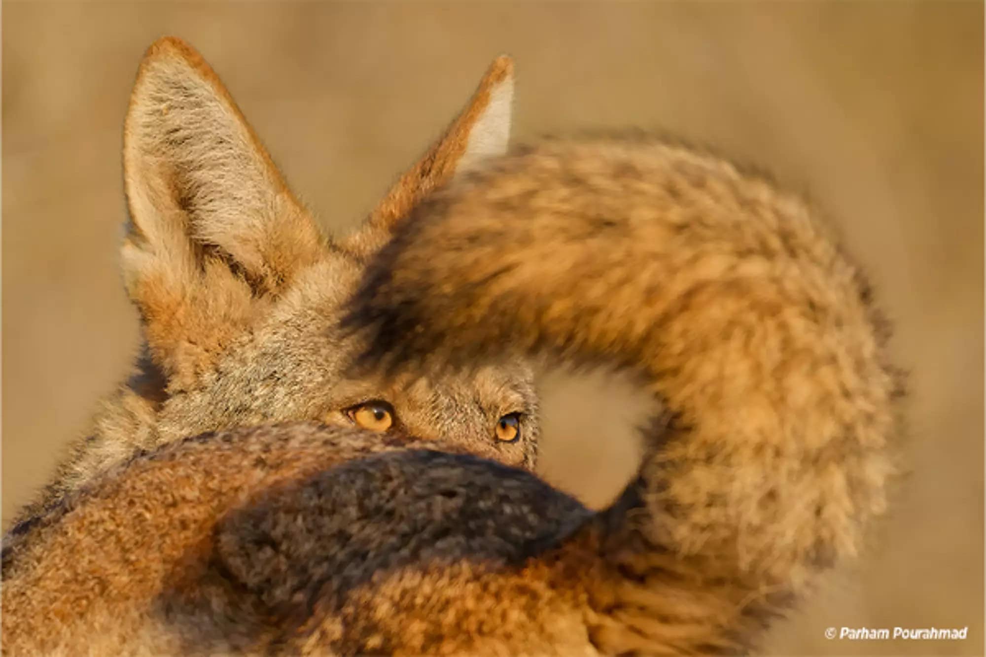 Wildlife Photographer of the Year