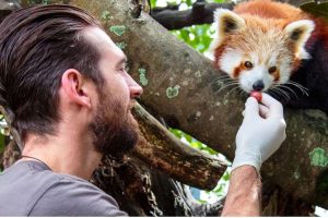Red Panda Experience at Auckland Zoo
