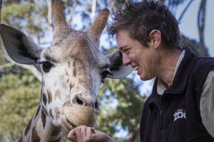 Zookeeper and giraffe at Auckland Zoo